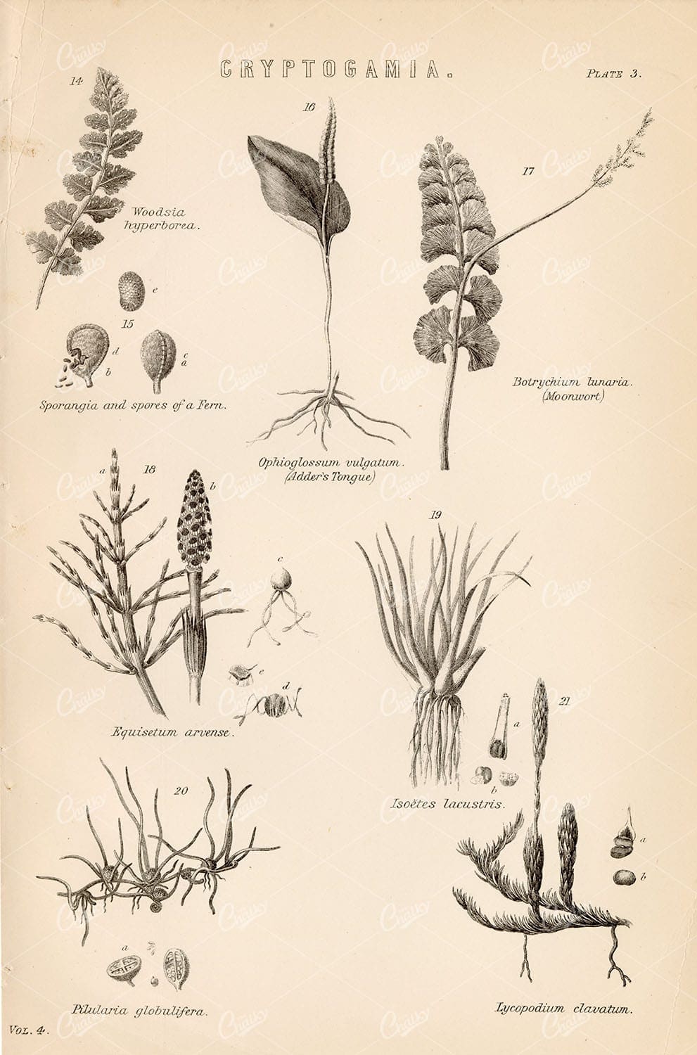 BOTANICAL - Cryptogamia - 1880's Original Artwork
