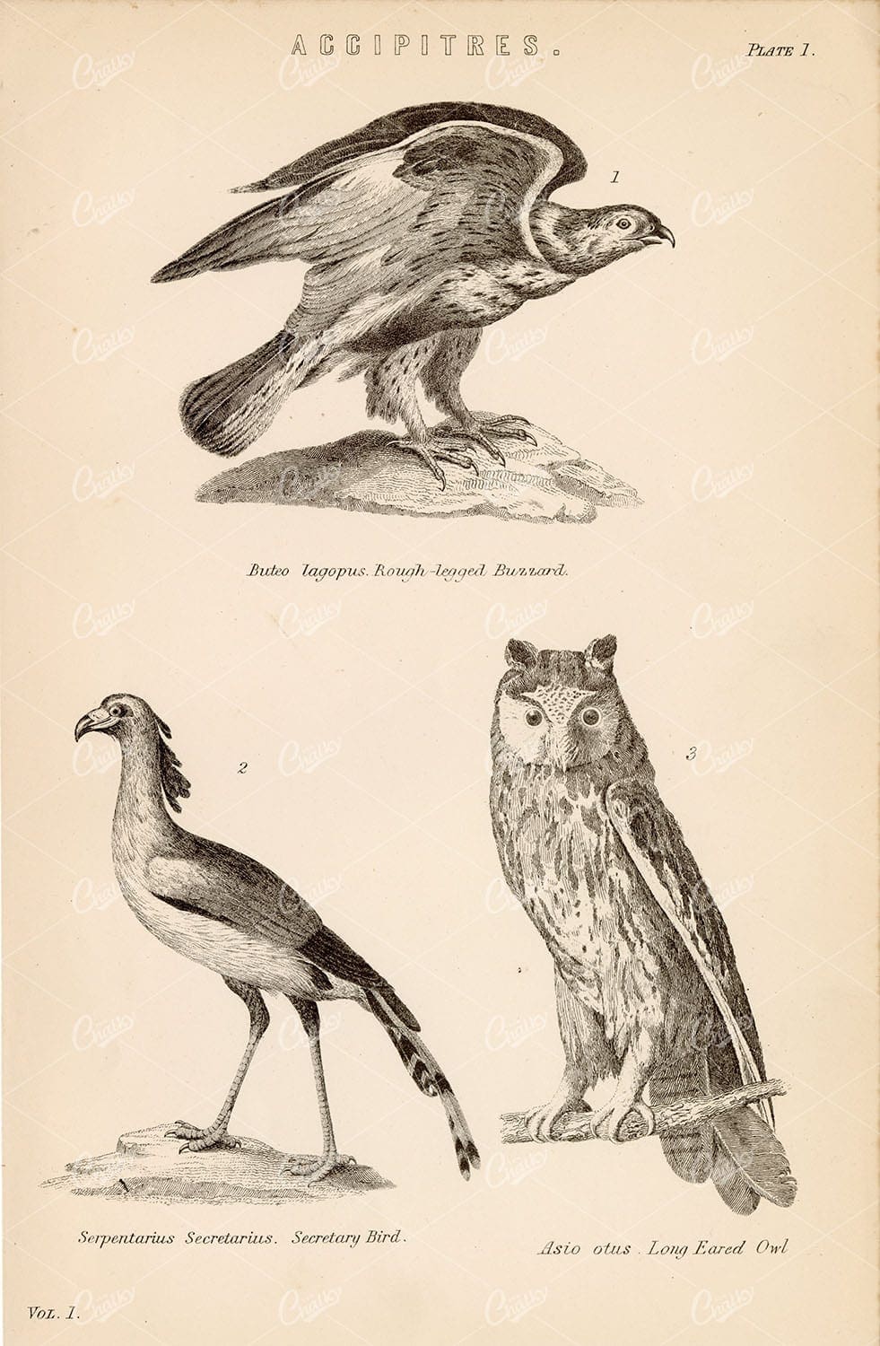 ACCIPITRES Rapacious Birds. Buzzard, Owl, Secretary. 1880 Antique Print