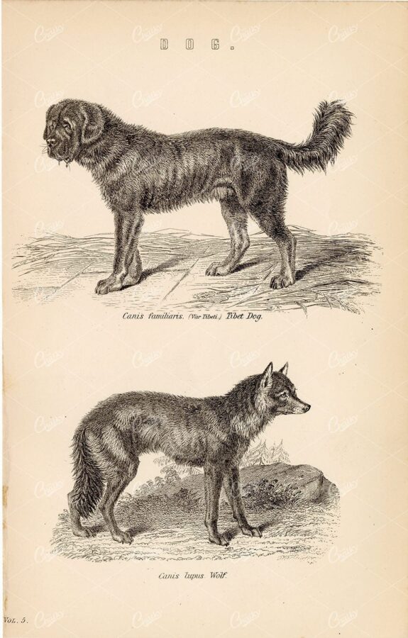ANIMALS - Dogs - Tibet Dog, Wolf. Antique 1880 Artwork