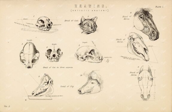 ANATOMY - Drawing (Artistic Anatomy), Head of Cat, Pig, Horse. 1880 Print