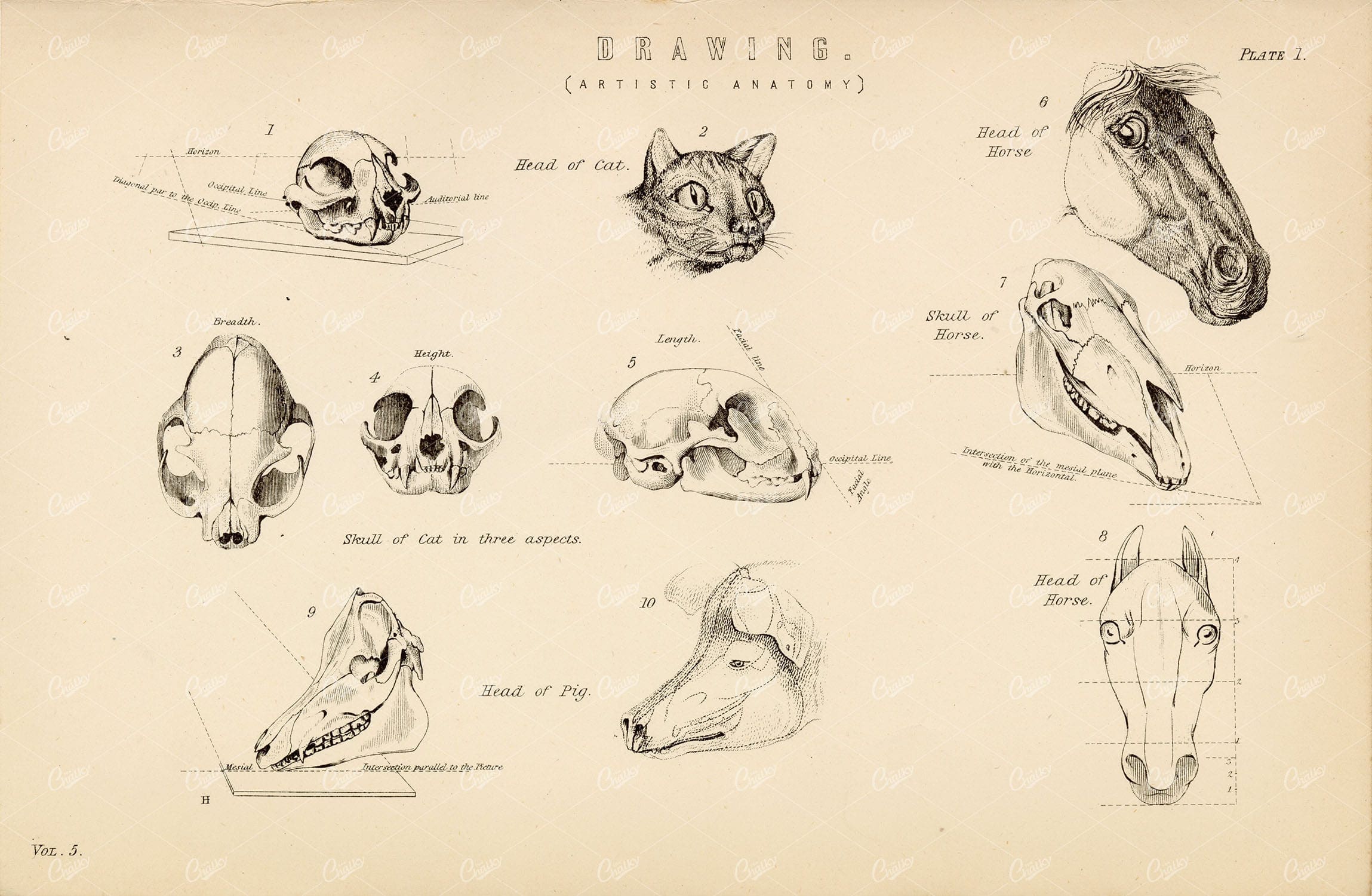 ANATOMY - Drawing (Artistic Anatomy), Head of Cat, Pig, Horse. 1880 Print