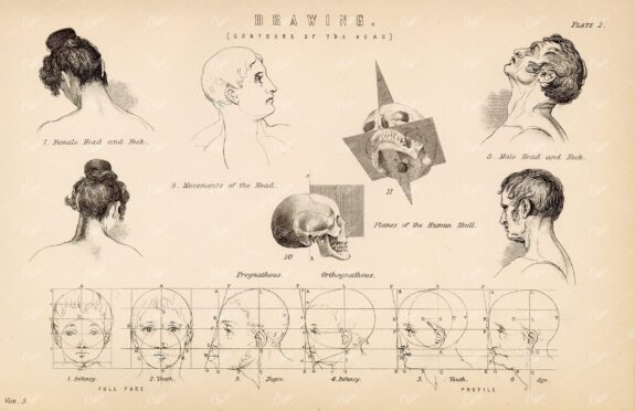 ANATOMY - Drawing (Contours of the Head) , Antique 1880 Print
