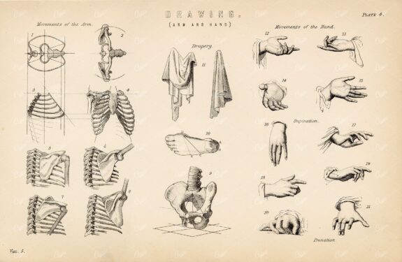 ANATOMY - Drawing (Arm and Hands), Antique 1880 Print