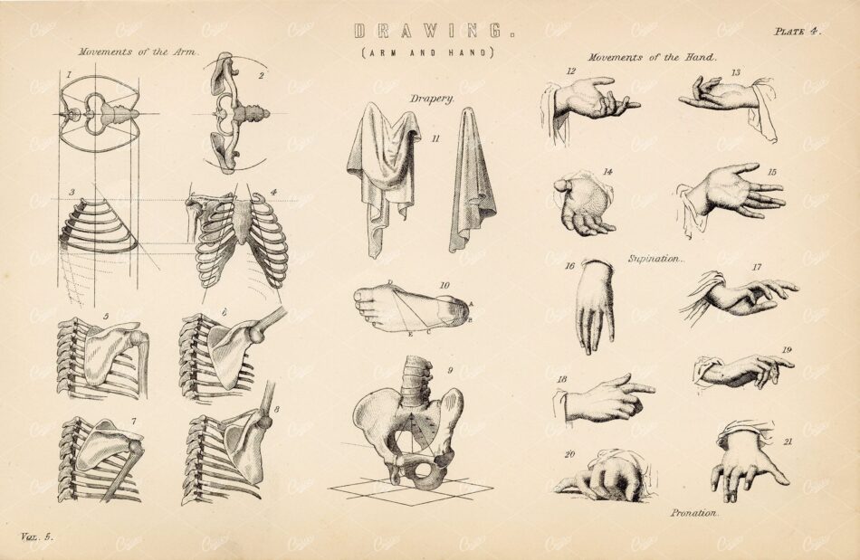 ANATOMY - Drawing (Arm and Hands), Antique 1880 Print