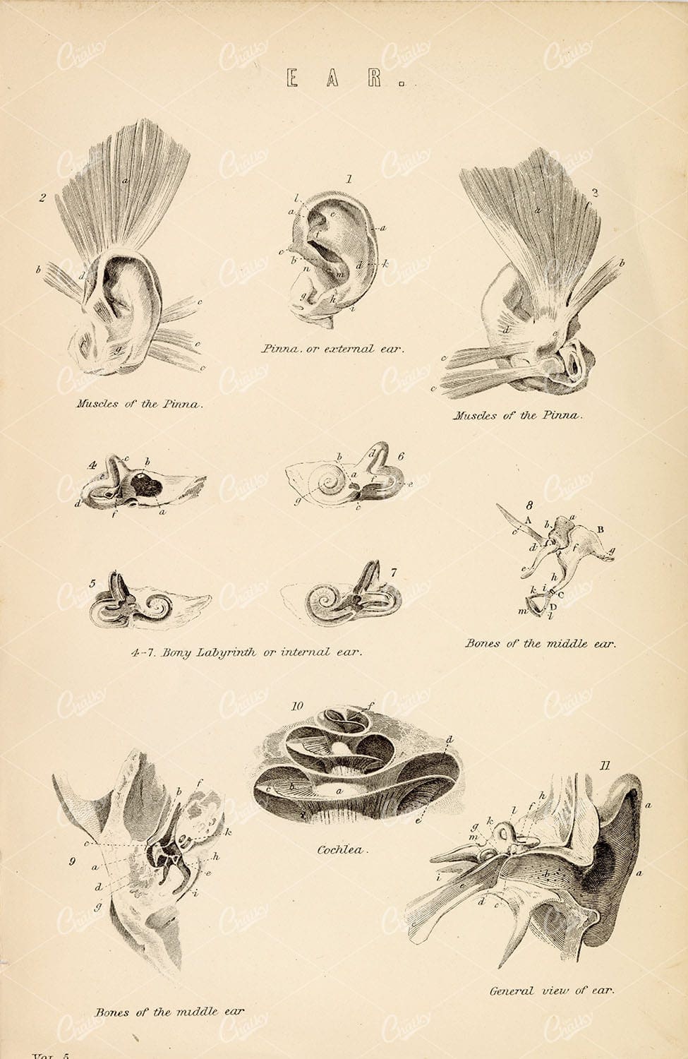 ANATOMY of the Ear - Antique 1880 Illustration