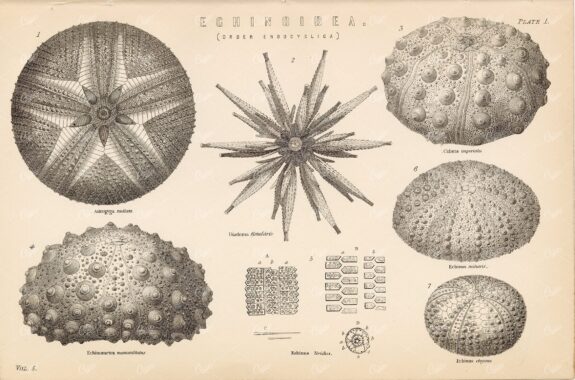 SEA URCHIN - Echinoidea (Order Endocyclica) - Antique 1880 Print