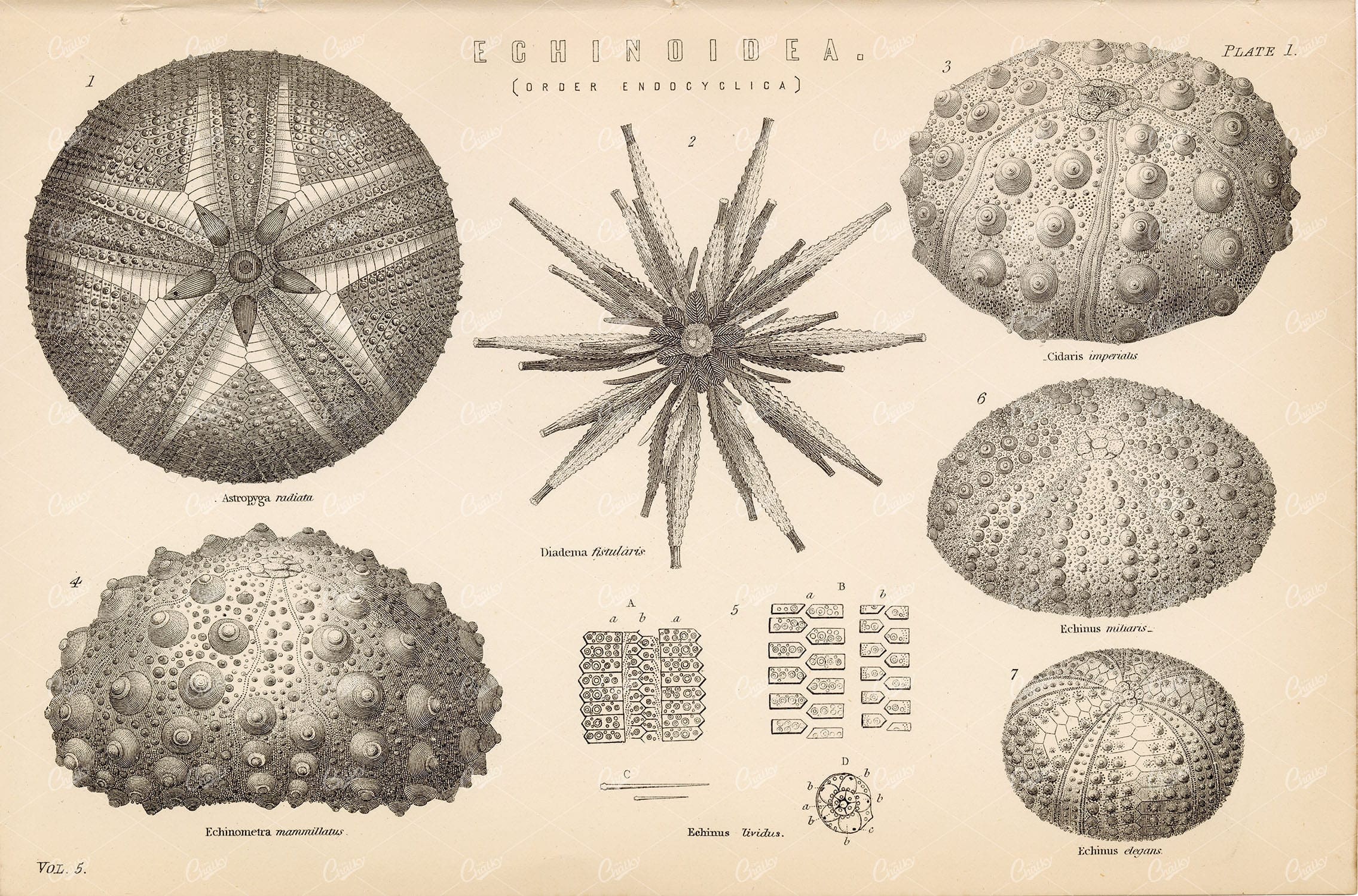 SEA URCHIN - Echinoidea (Order Endocyclica) - Antique 1880 Print