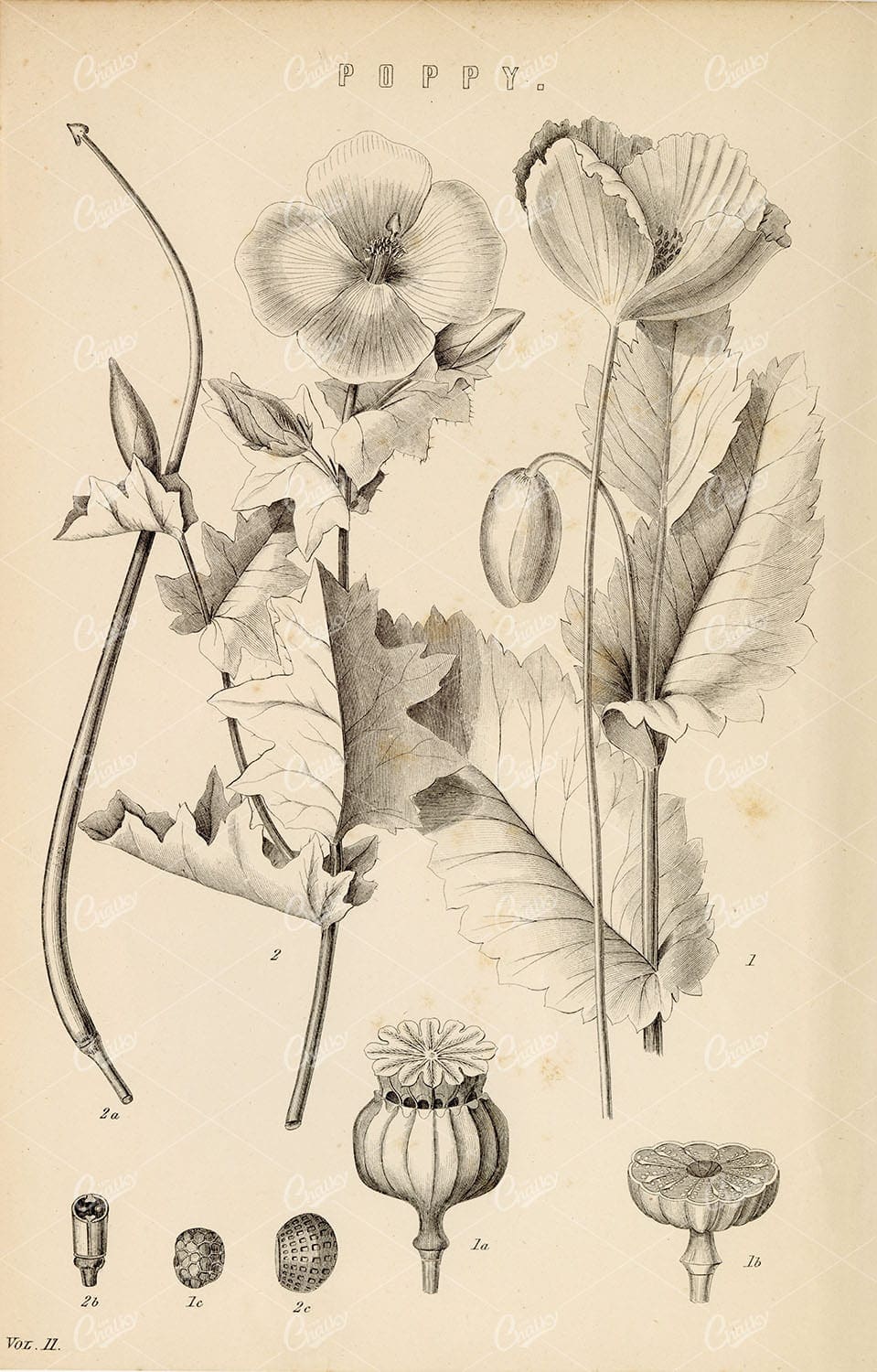 ANTIQUE Botanical Print The Poppy Flower