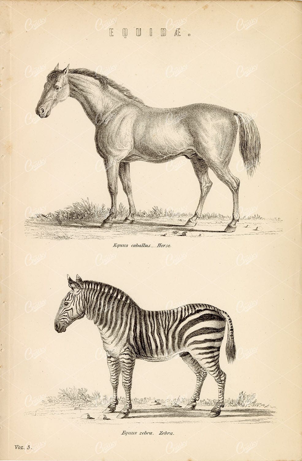 MAMMALS Equidae - Horse and Zebra - Antique 1880's Artwork
