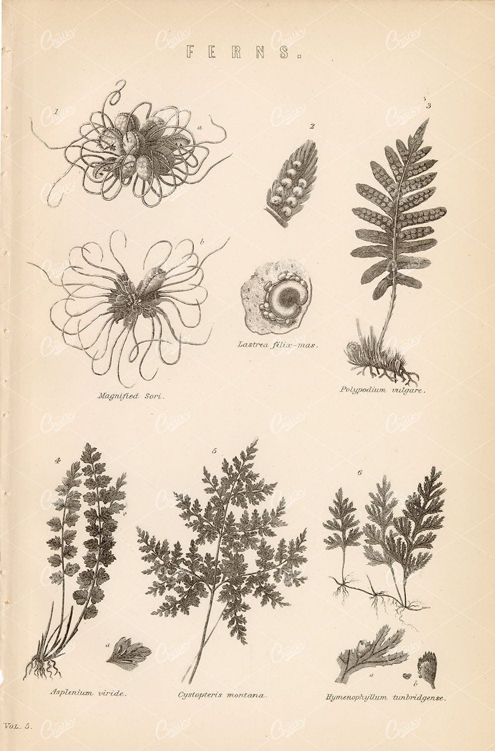 BOTANICAL - Various Fern Speciies - Antique 1880's Illustration