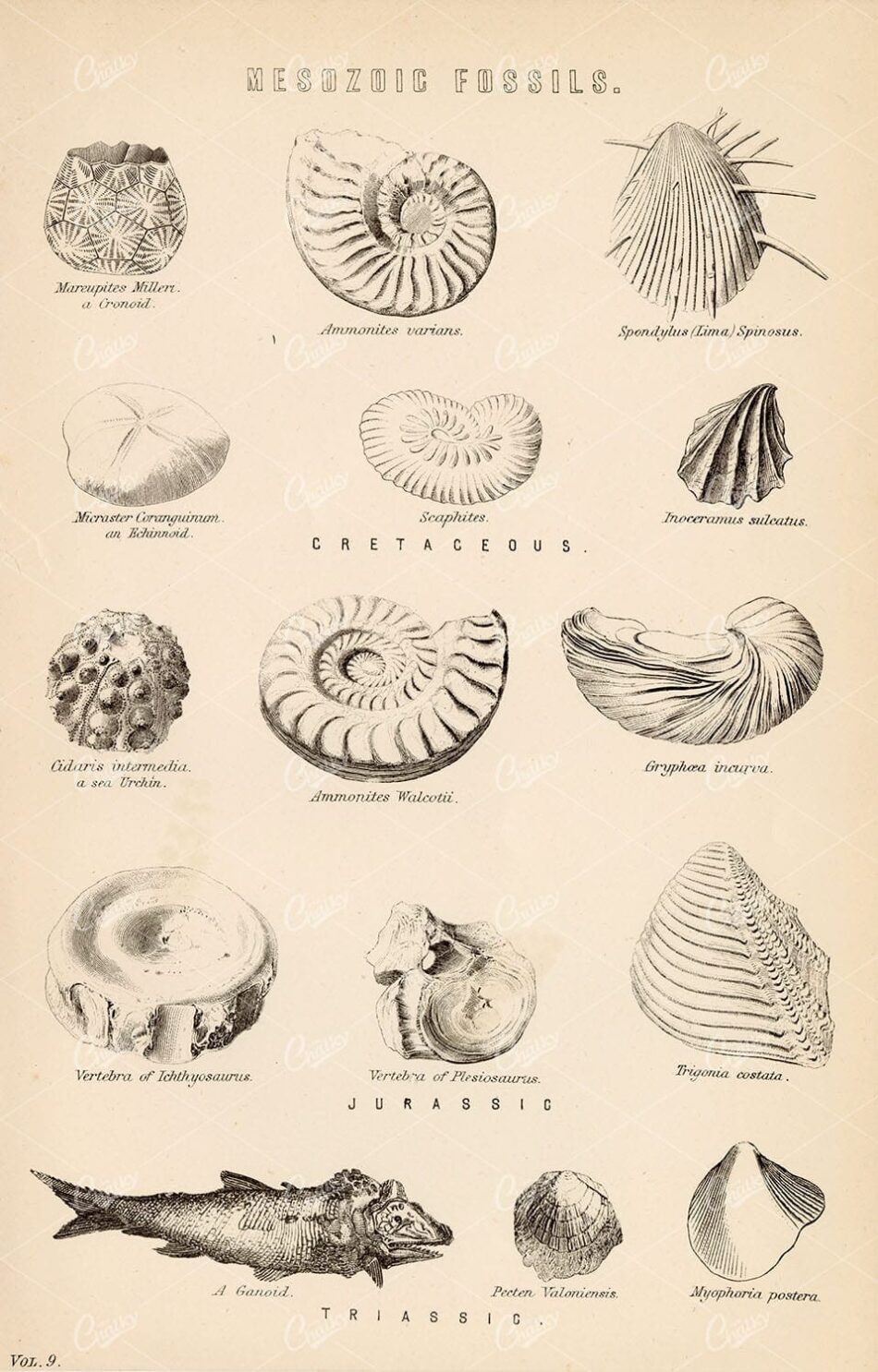 FOSSILS Mesozoic. Cretaceous, Jurassic, Triassic. Antique Print