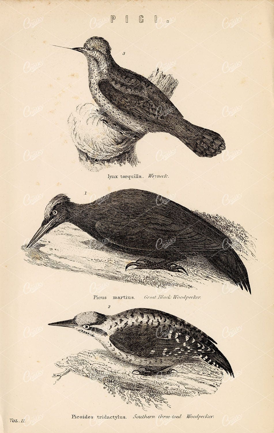PICI Wryneck, Great Black Woodpecker, Three-Toed Woodpecker 1880 Print
