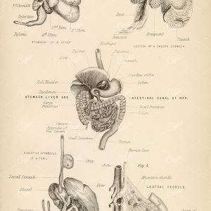 ANATOMY - Digestion of Sheep, Fowl and Man - Antique 1880 Artwork