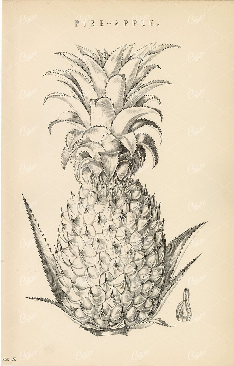 BOTANICAL Antique Fruit Print. Pine-Apple, Encyclopaedia Plate