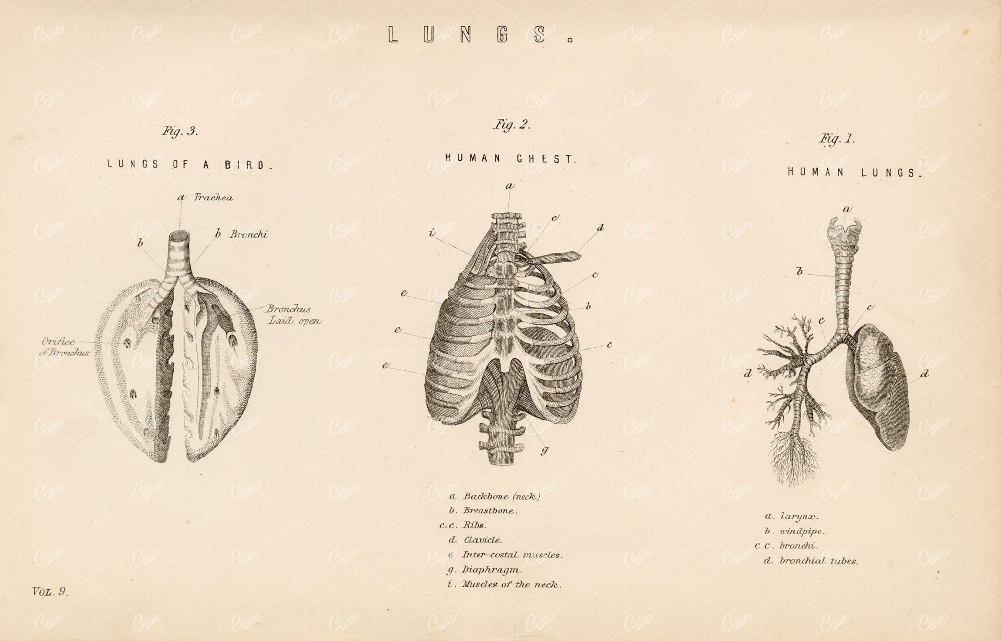 ANATOMY - Lungs of a Human and Bird - Antique 1880 Print