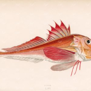 FISH Piper - Trigla Lyra. Couch 1862 Vintage Polperro Cornwall Print