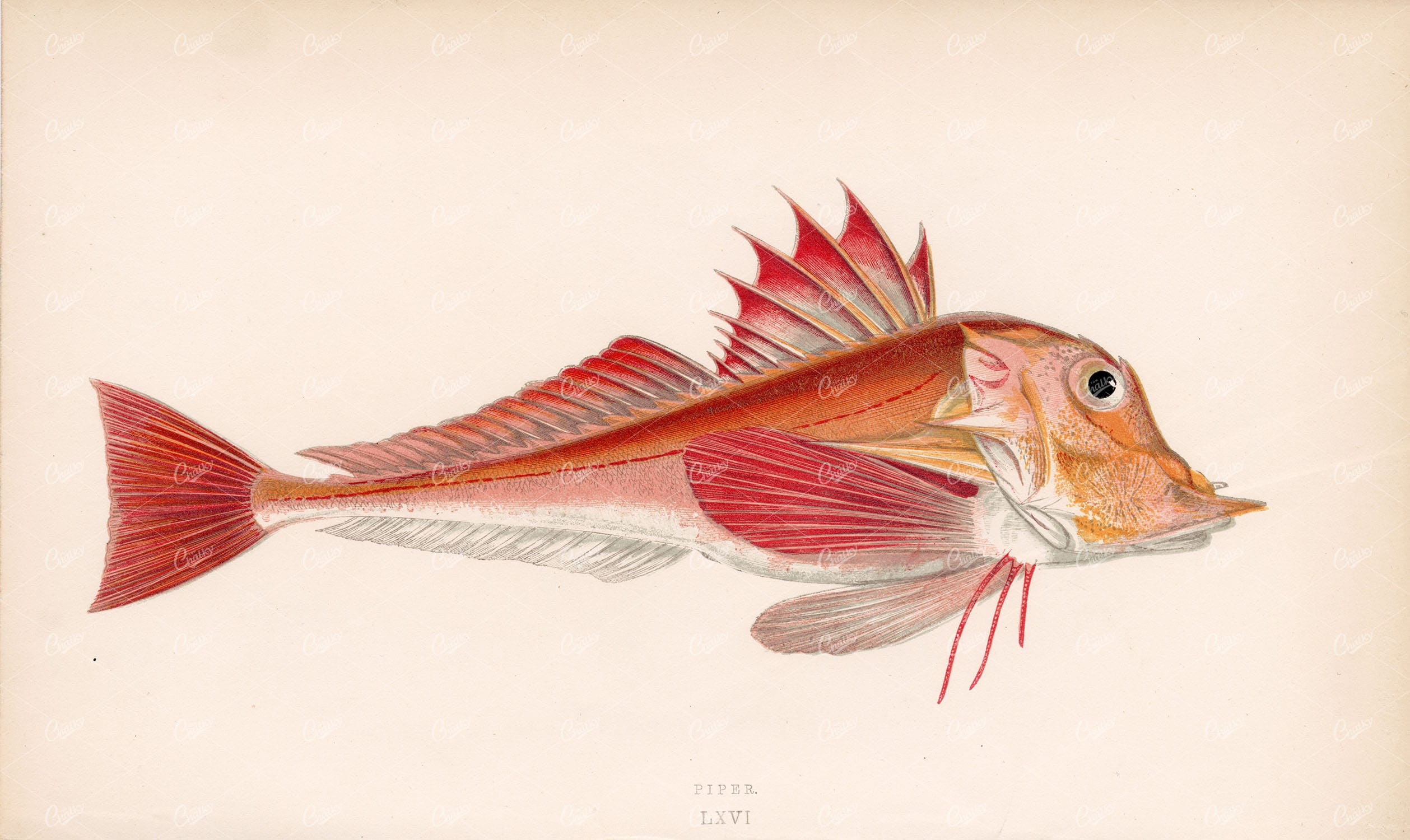 FISH Piper - Trigla Lyra. Couch 1862 Vintage Polperro Cornwall Print