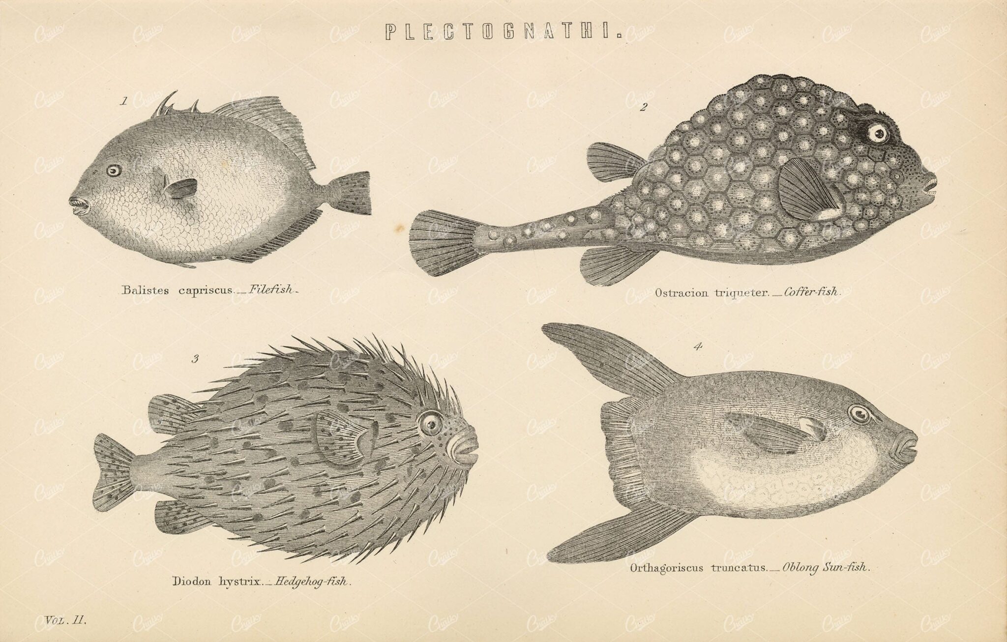FISH Plectognathi, File, Coffer, Hedgehog, Sun Fish. 1880 Antique Print