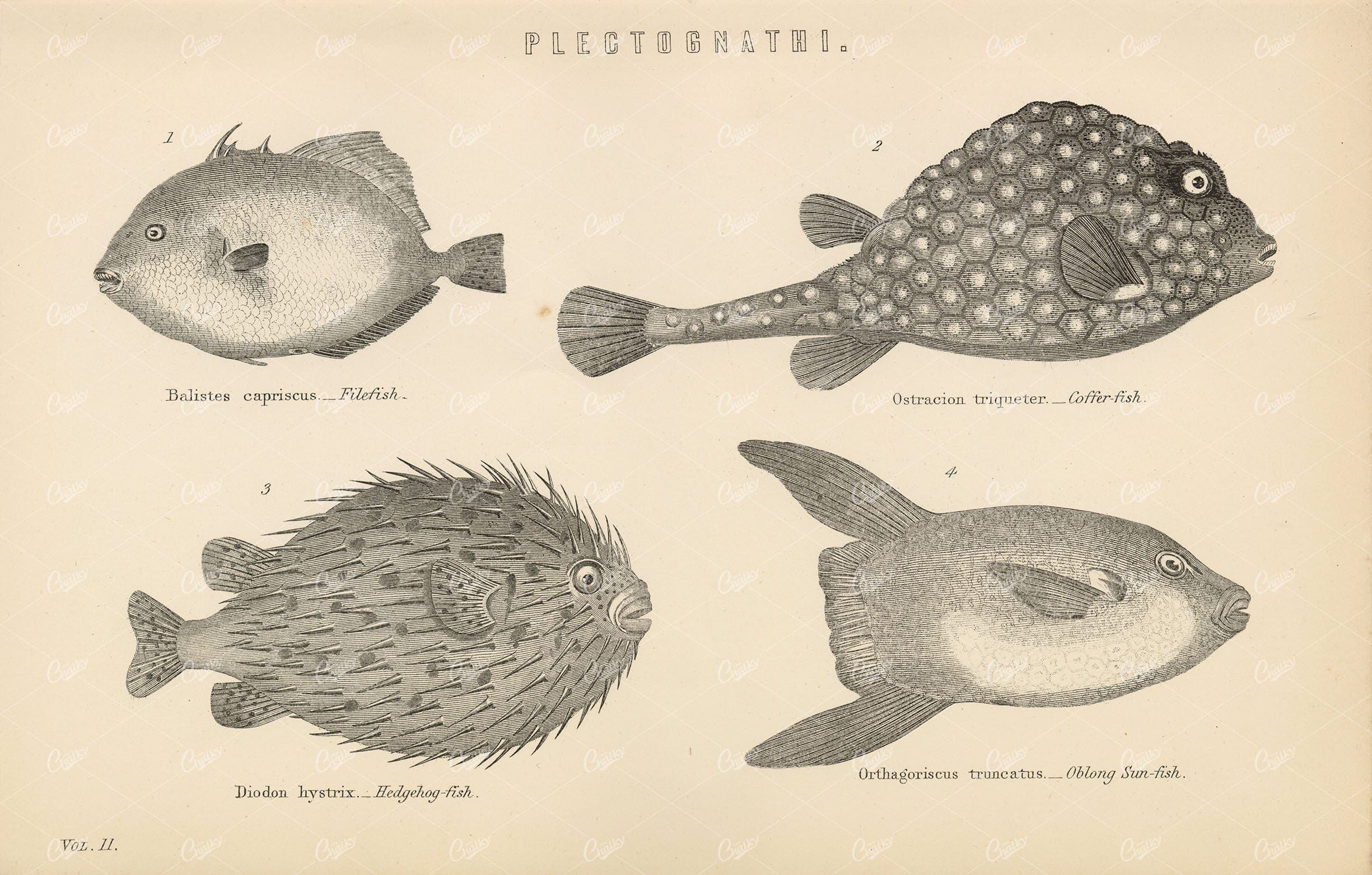 FISH Plectognathi, File, Coffer, Hedgehog, Sun Fish. 1880 Antique Print