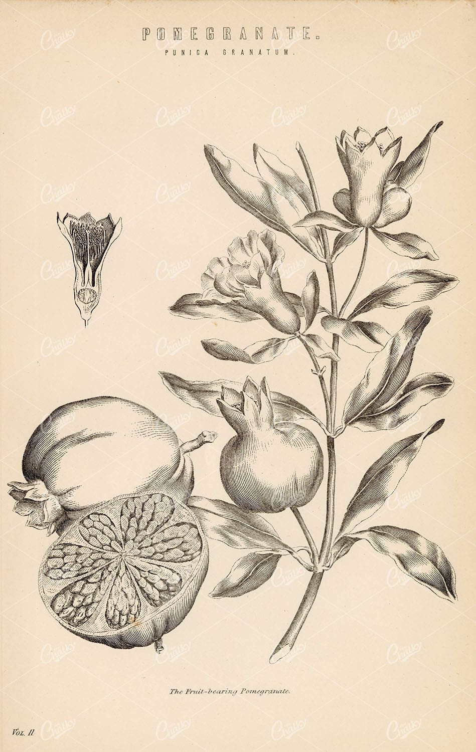 FRUIT Botanical Print. Pomegranate (Punica Granatum) 1880 Antique Print