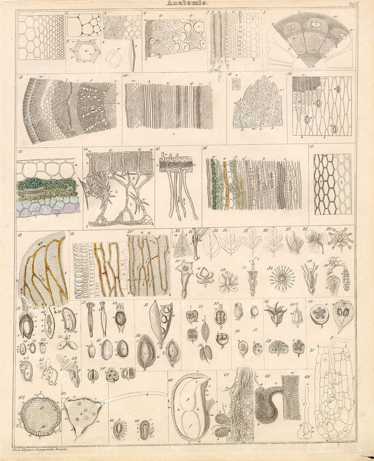 BOTANICAL - Oken's Naturgeschichte 1836 - Anatomy of Plants Antique Plate