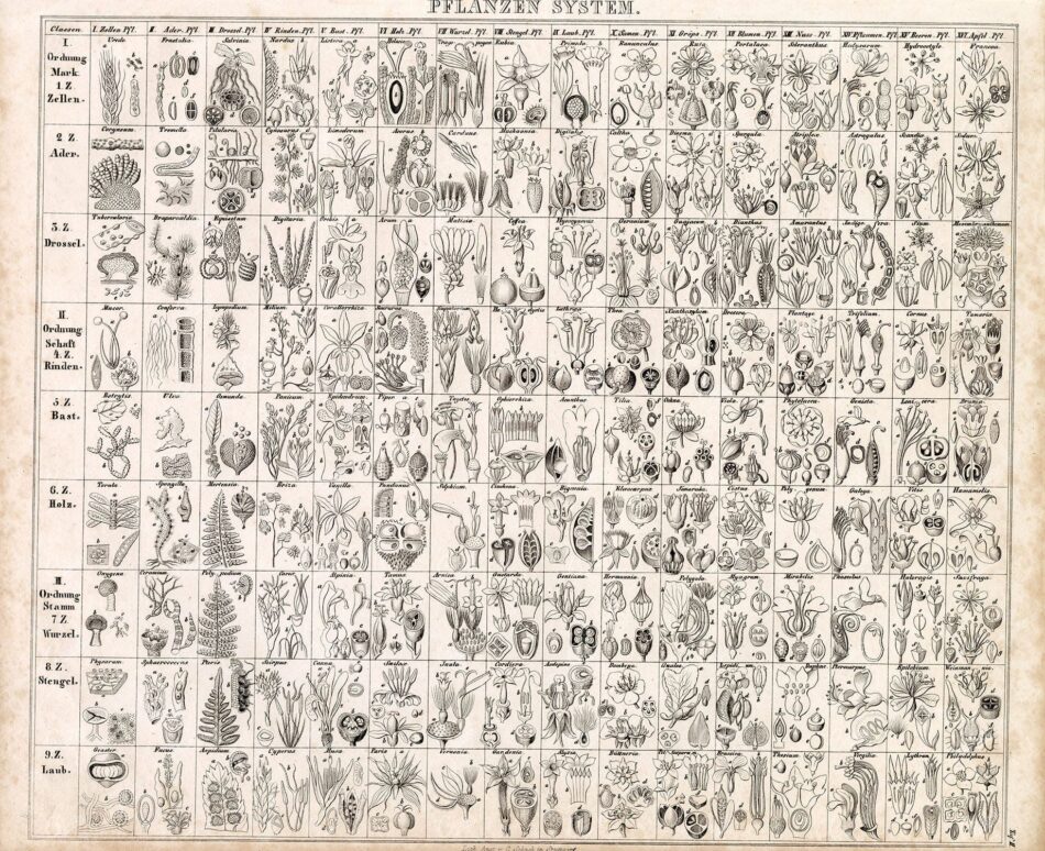 Botanical Classification Chart – Plant System with Seeds, Flowers, and ...