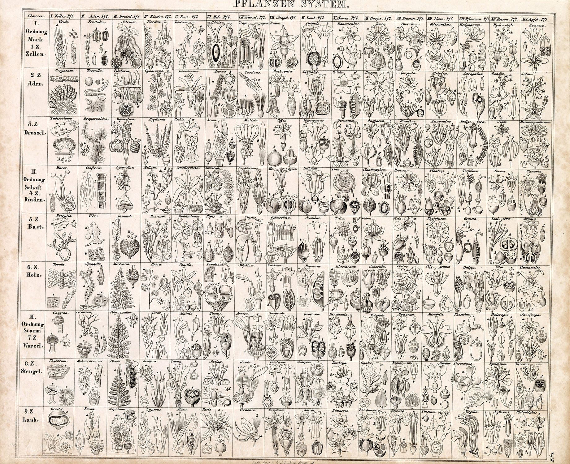 BOTANICAL - Oken's Naturgeschichte Botanik - Antique Plants System