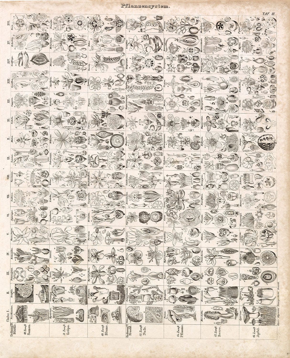 BOTANY - Oken's Naturgeschichte Botanik - Antique Plants System