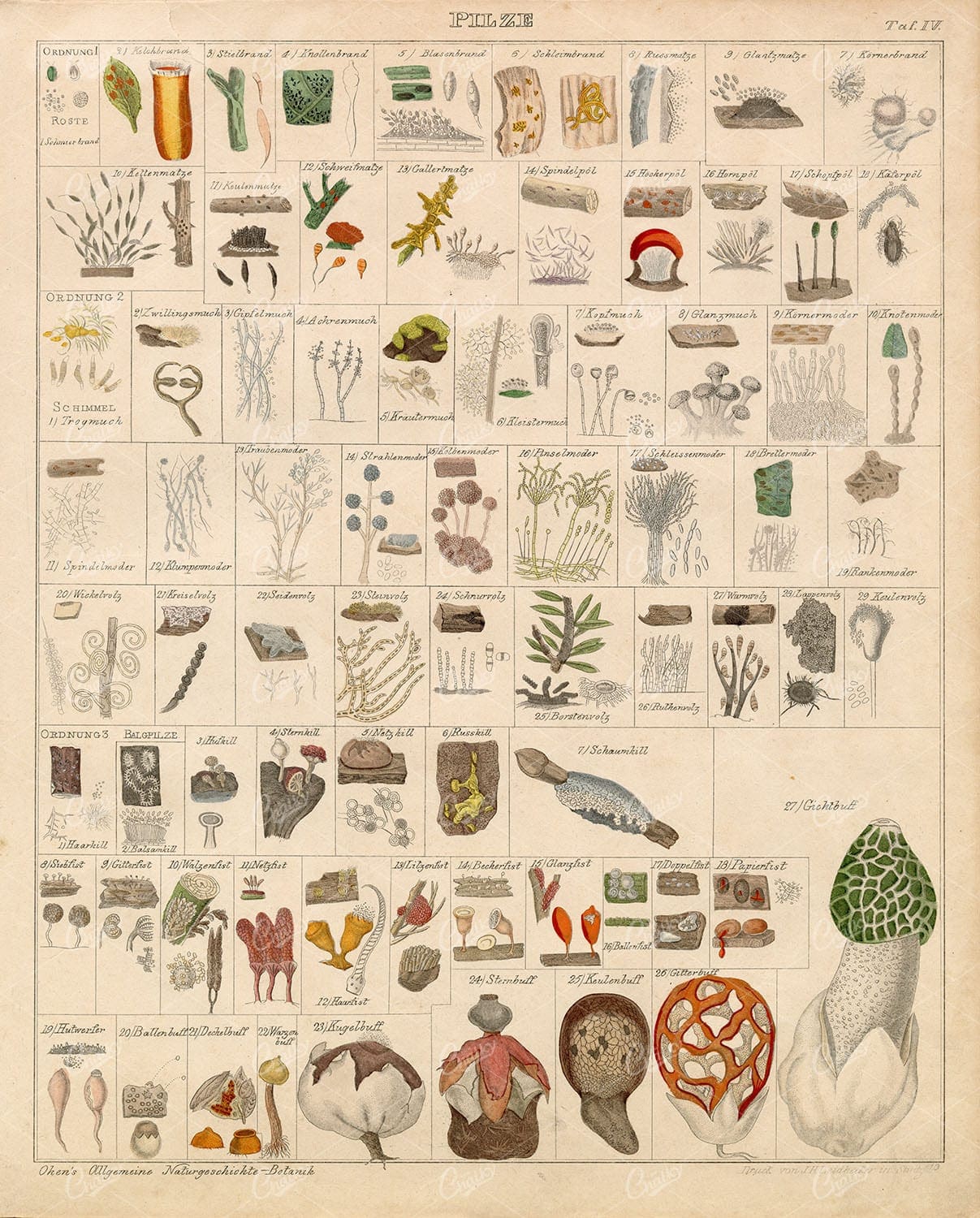 MUSHROOMS - Oken's Naturgeschichte Botanik - Large Antique Print