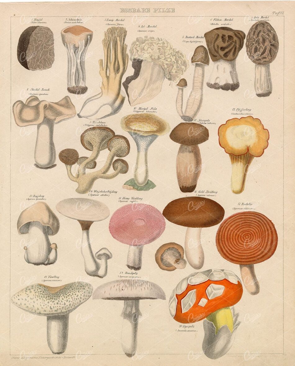 EDIBLE Mushrooms - Oken's Naturgeschichte Botanik - Handcoloured Litho