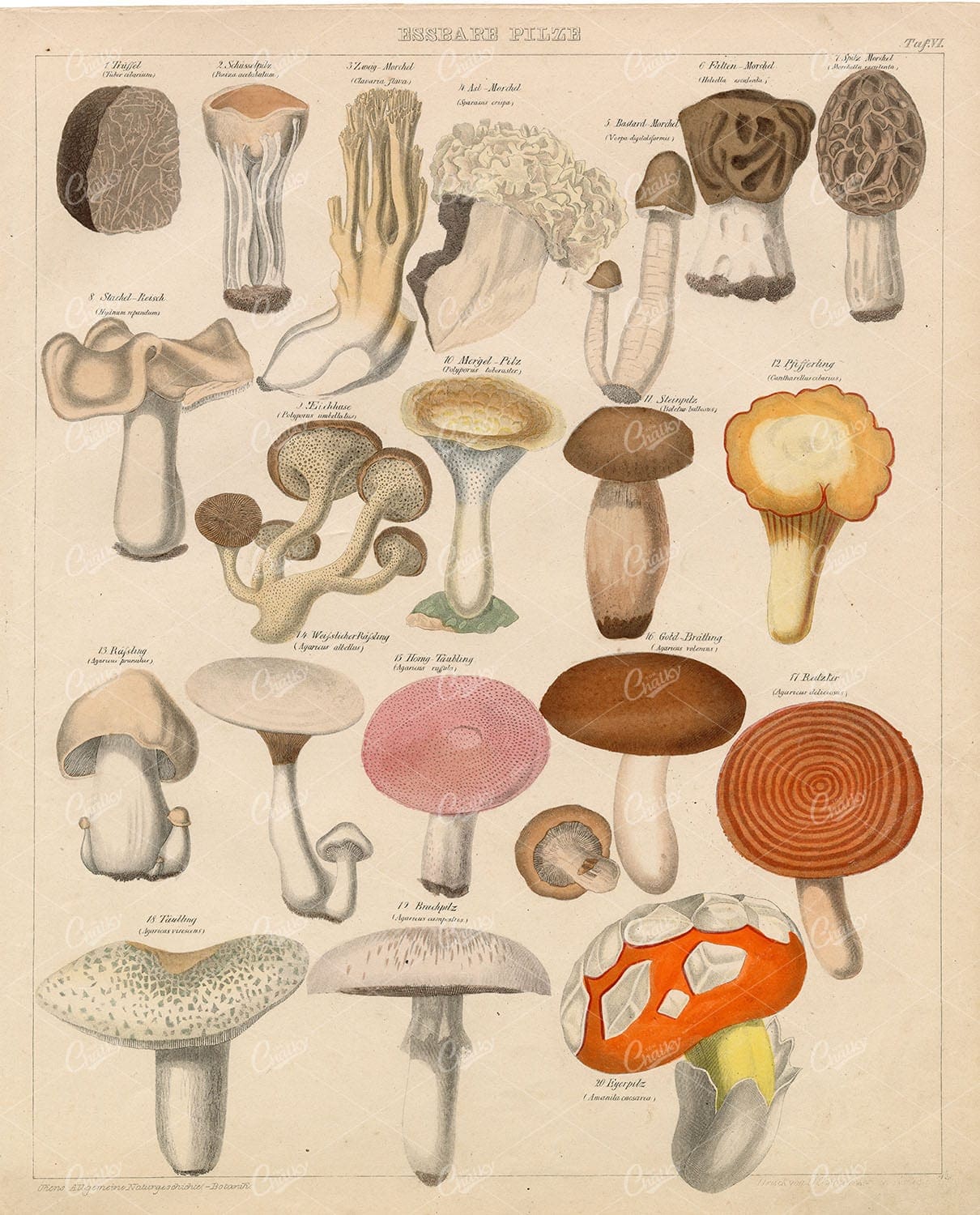 EDIBLE Mushrooms - Oken's Naturgeschichte Botanik - Handcoloured Litho