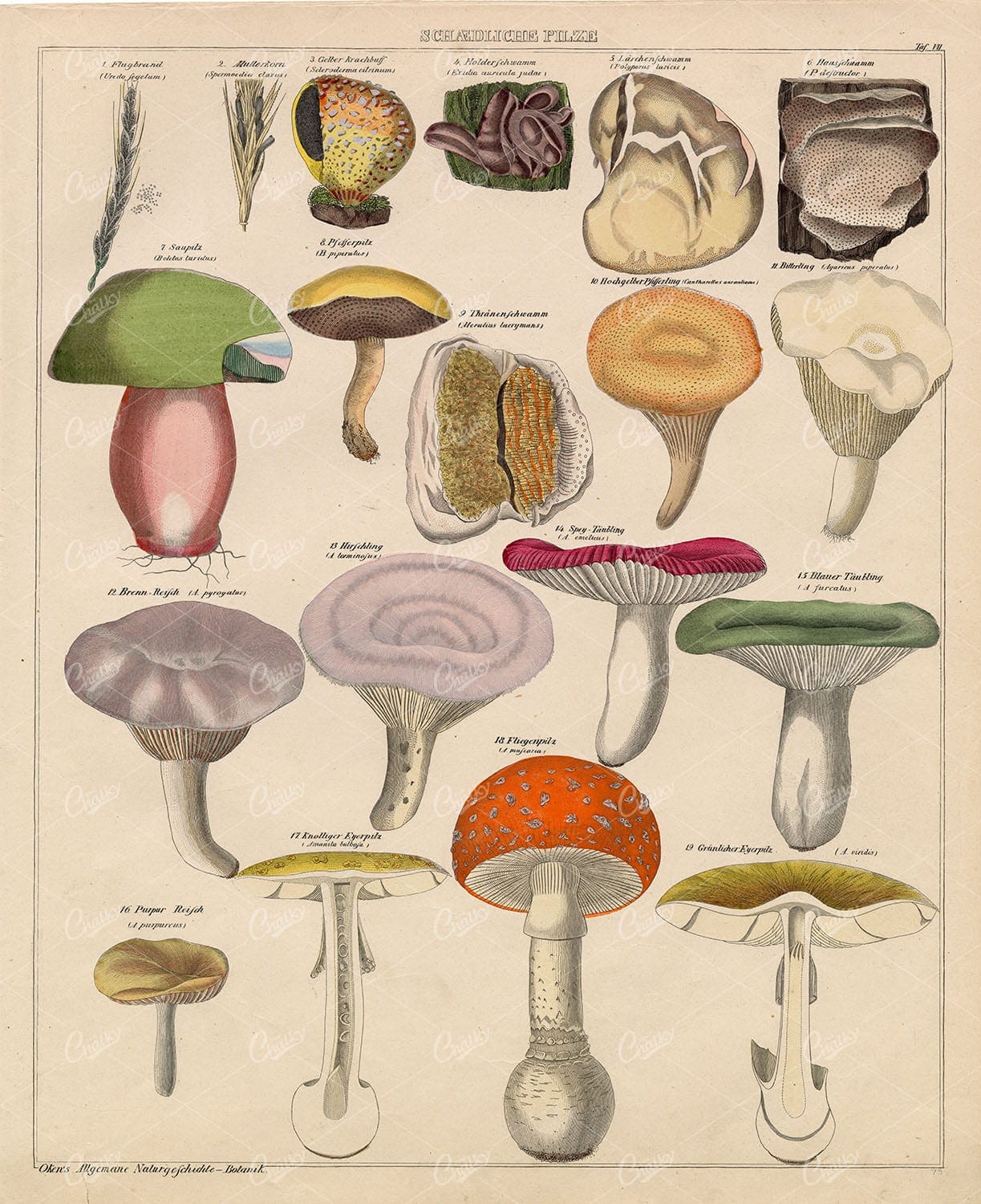 POISONOUS Mushrooms - Oken's Naturgeschichte Botanik - Handcoloured Print