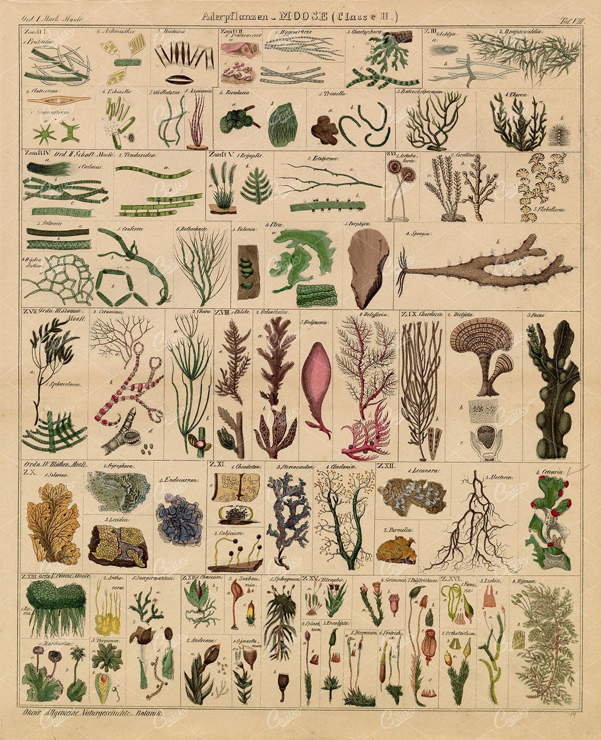 BOTANY Moss - Oken's Naturgeschichte Botanik - Handcoloured Large Litho