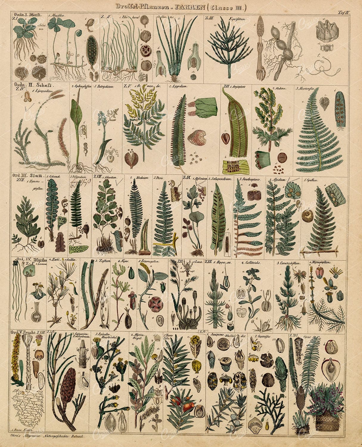 BOTANICAL - Oken's Naturgeschichte Botanik - Handcoloured Large Litho