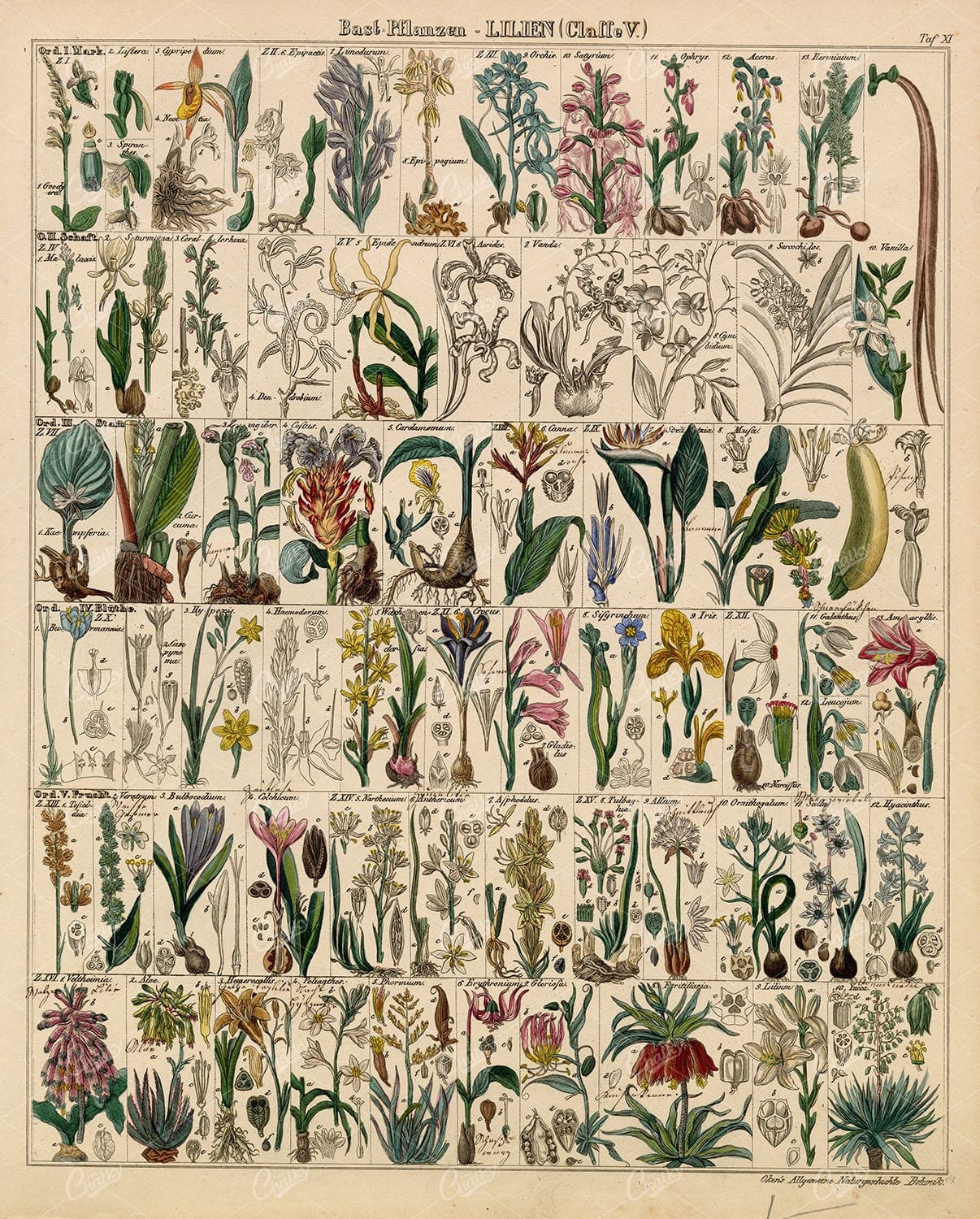 LILLIES - Oken's Naturgeschichte Botanik - Handcoloured Botanical Litho