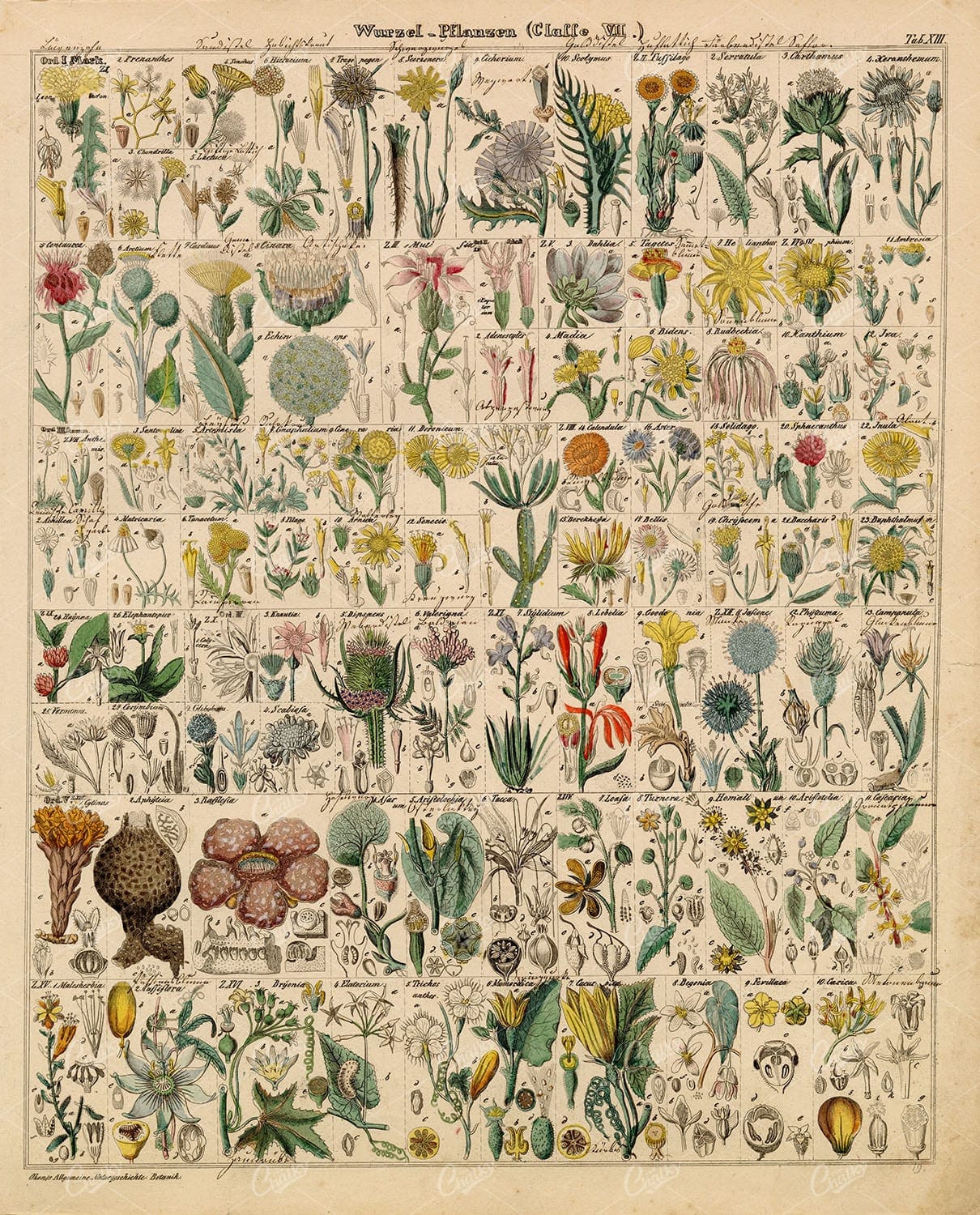 PLANTS - Oken's Naturgeschichte Botanik - Handcoloured Antique Lithography