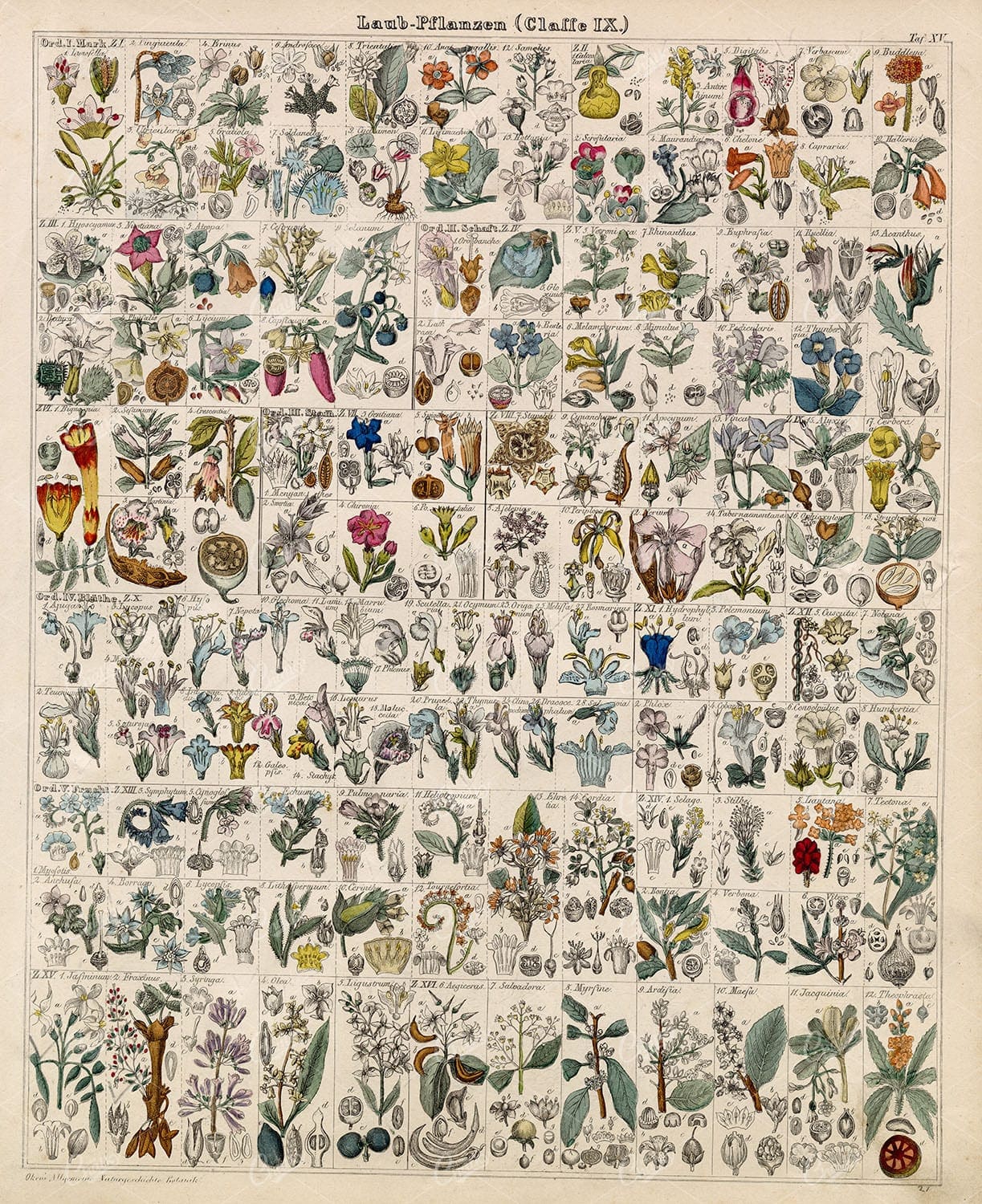 BOTANICAL - Oken's Naturgeschichte Botanik - Handcoloured Antique Lith