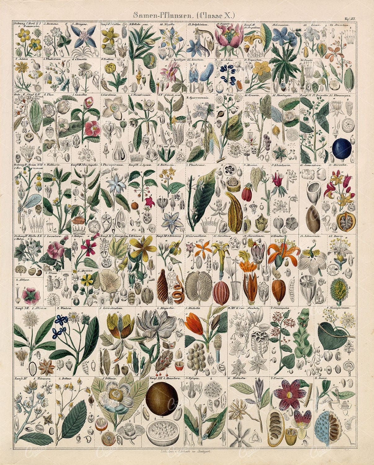 BOTANY - Salem Plants - Oken's Naturgeschichte Botanik Handcolored Lith