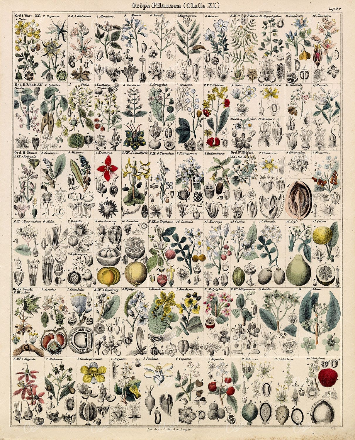 OKEN'S Naturgeschichte Botanik - Variety of Plants, Flowers, and Fruits