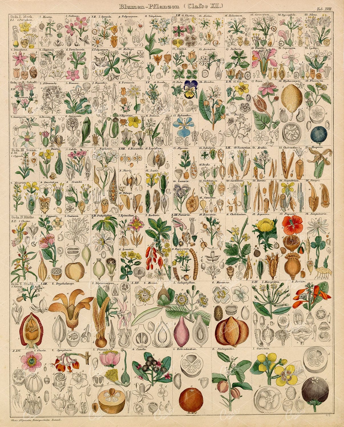 FLOWERS - Antique Oken's Naturgeschichte Botanik Handcoloured Lithography