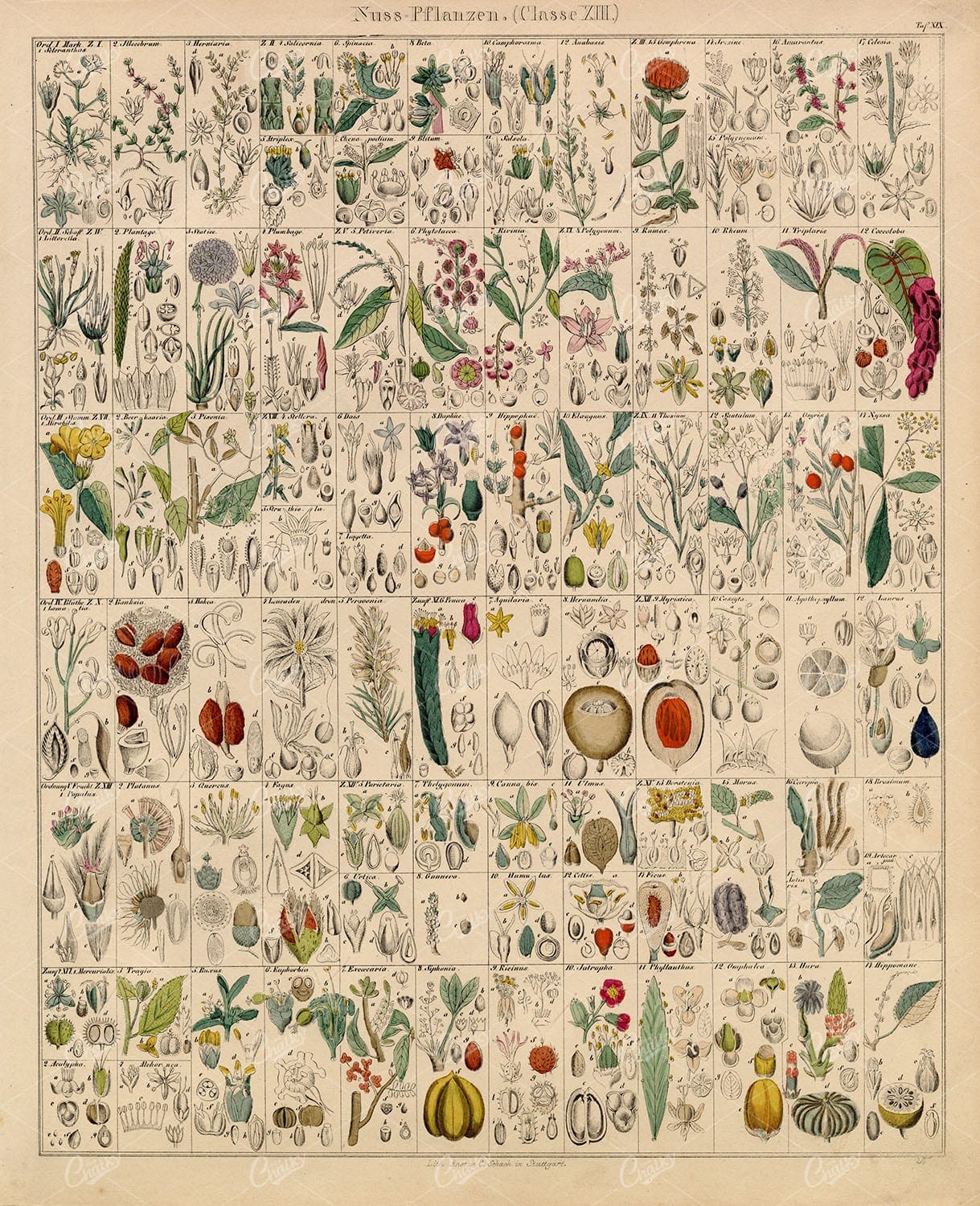 PLANTS - Oken's Naturgeschichte Botanik - Antique Handcoloured Print