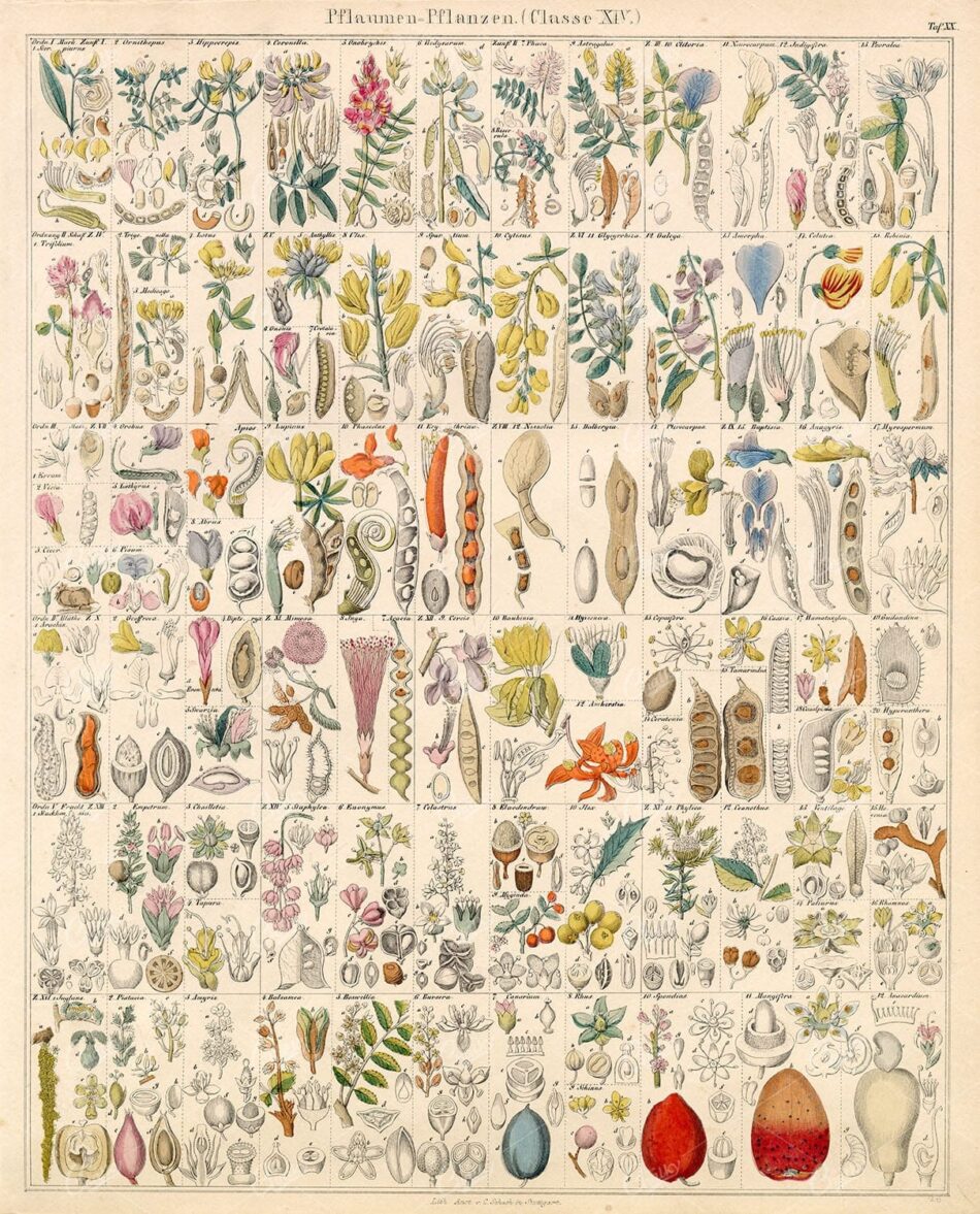 PLUM Plants - Oken's Naturgeschichte Botanik - Antique Handcoloured Litho