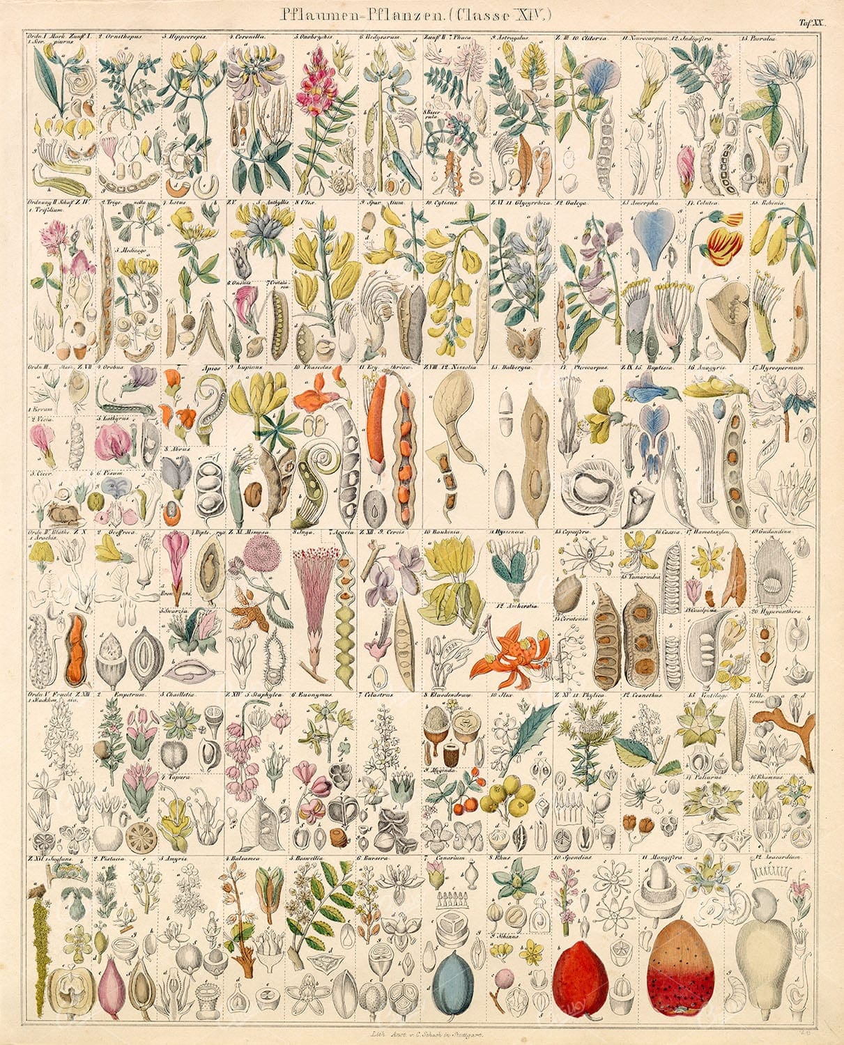 PLUM Plants - Oken's Naturgeschichte Botanik - Antique Handcoloured Litho