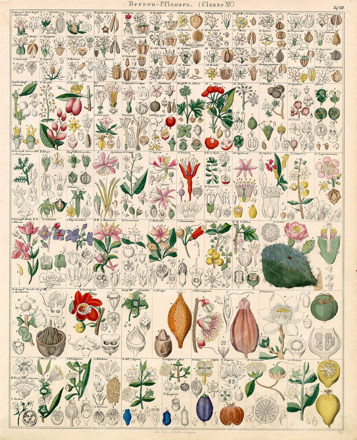 BERRIES - Oken's Naturgeschichte Botanical - Antique Handcoloured Print