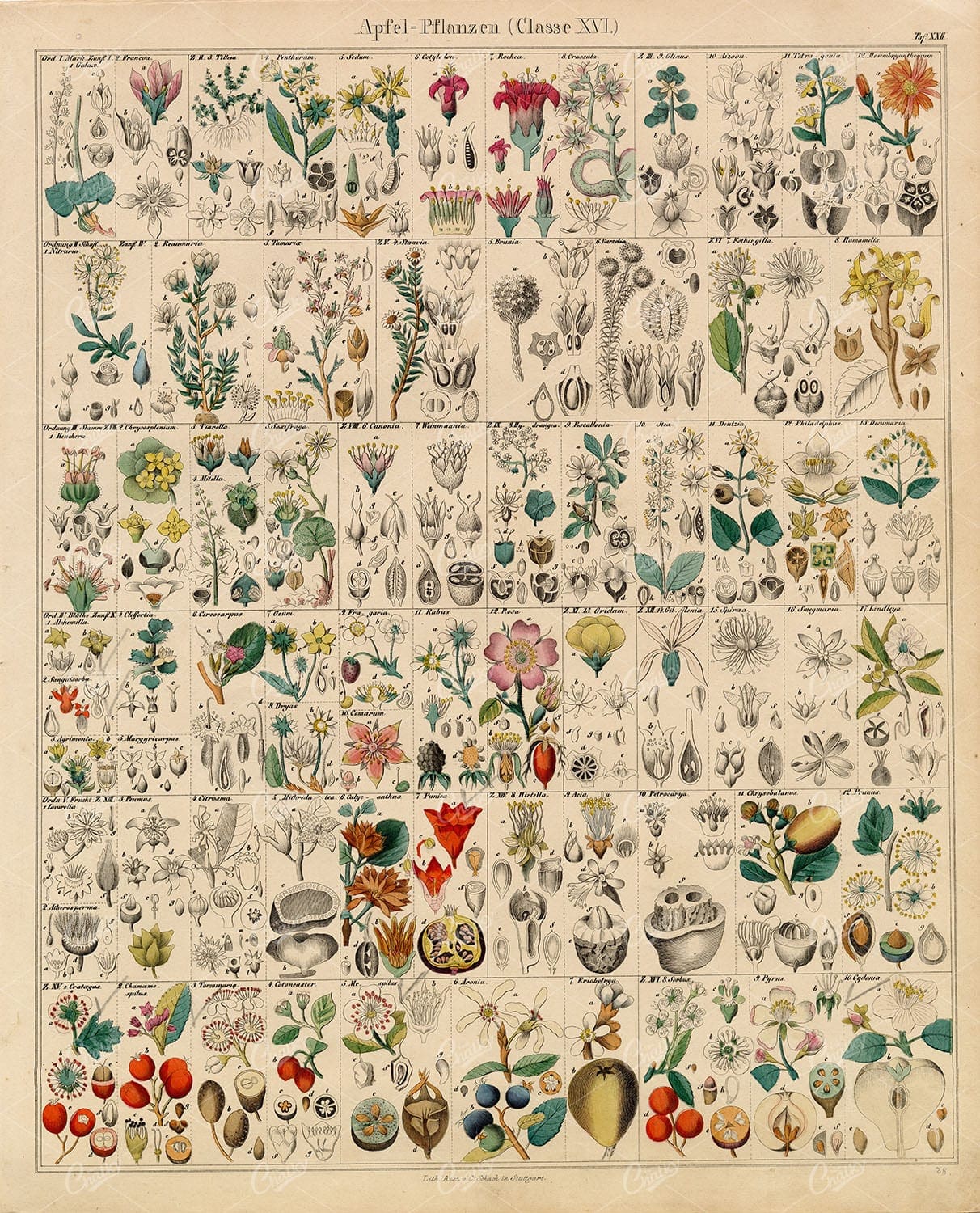 BOTANICAL - Oken's Naturgeschichte Botanik - Handcoloured Lithograph