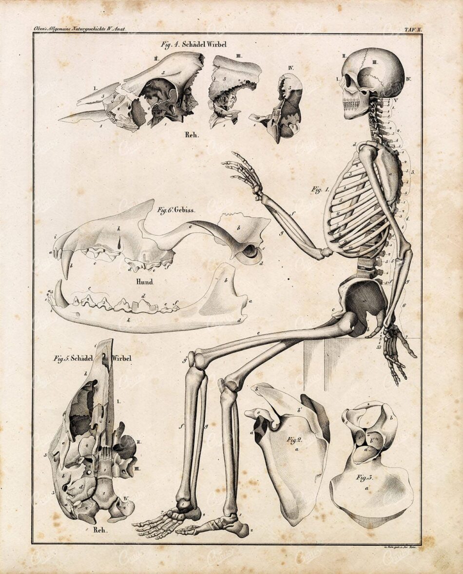 ANATOMY - Original 1836 Oken's Naturgeschichte Plate - Human Skeleton
