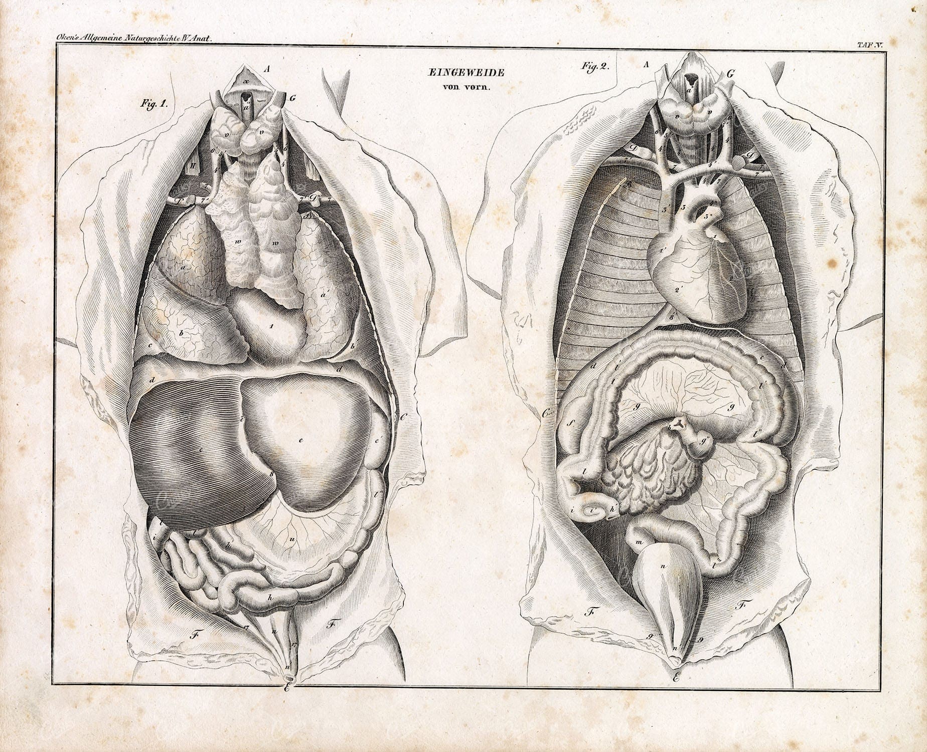 Human Anatomy - Internal Guts (eingeweide Von Vorn) - Antique Print