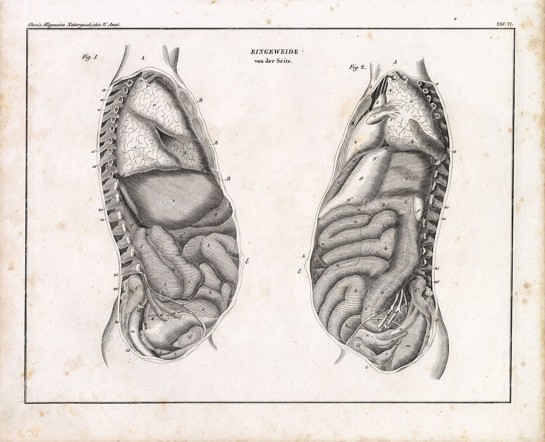 Human Anatomy - Internal Guts (eingeweide Von Der Seite) - Antique Print