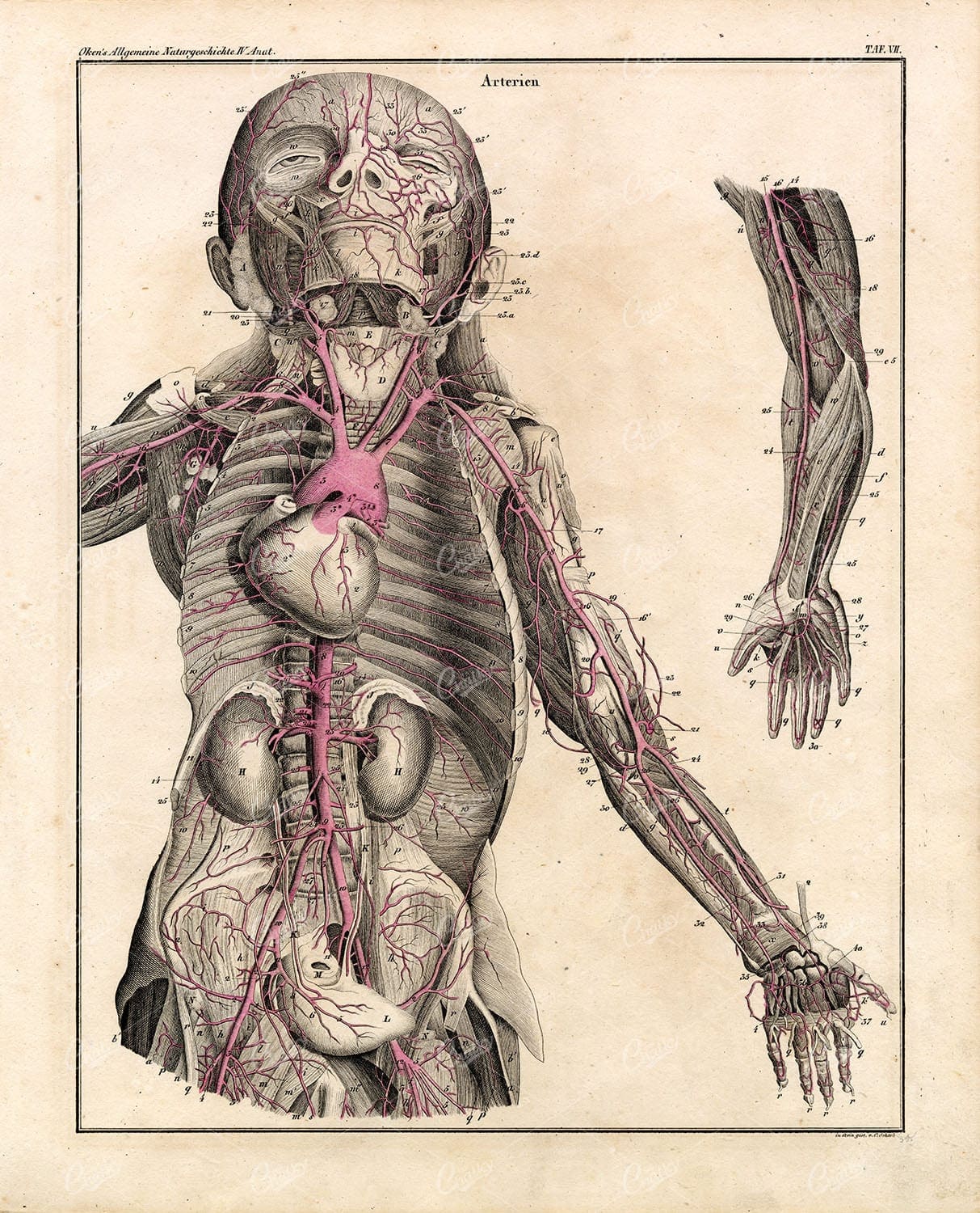 Anatomy - Human Arteries - Oken's Naturgeschichte Coloured Lithograph