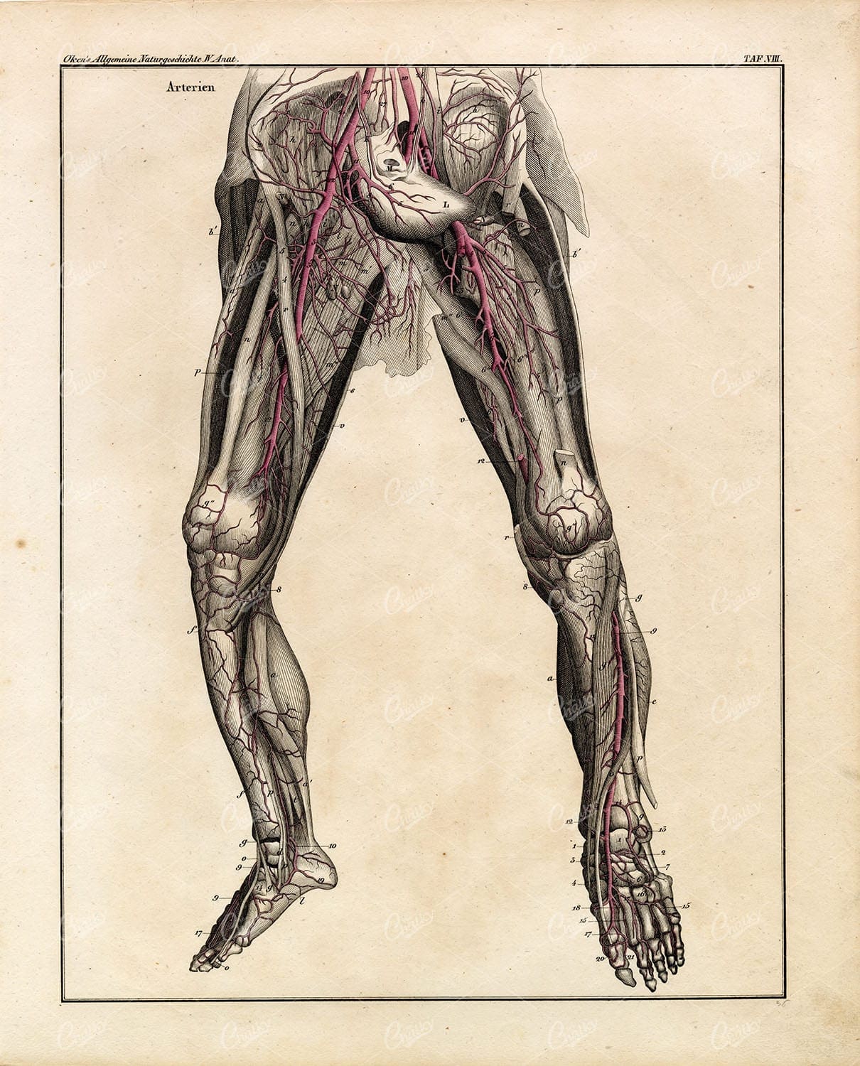 Anatomy - Arteries Of The Legs - Antique Oken's Naturgeschichte Artwork